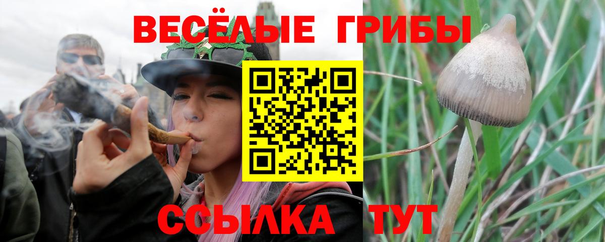 Псилоцибиновые грибы Psilocybe Ишимбай